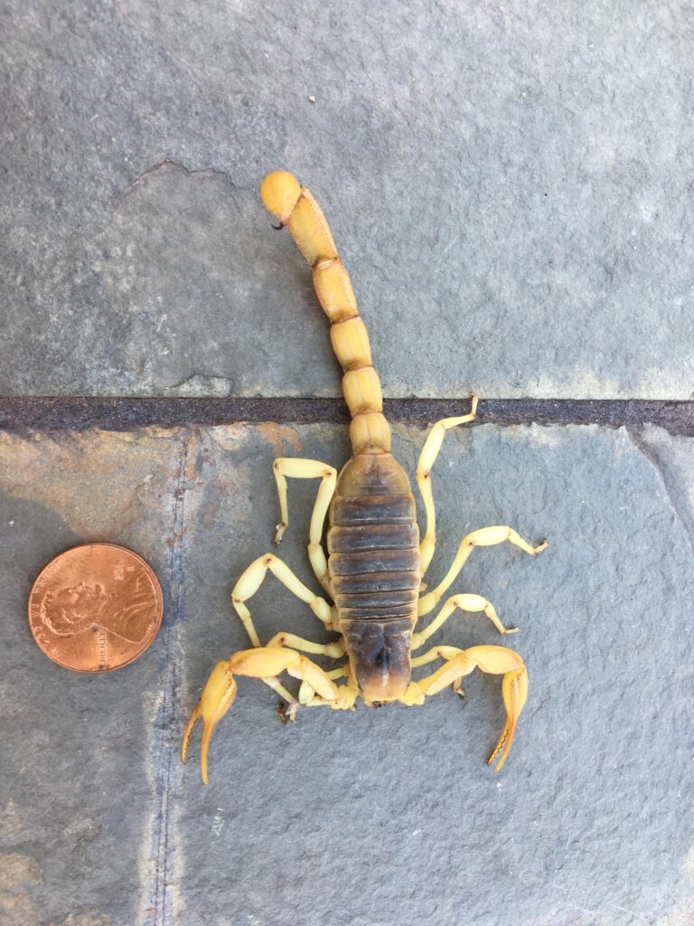 Can a Dead Scorpion Still Sting You