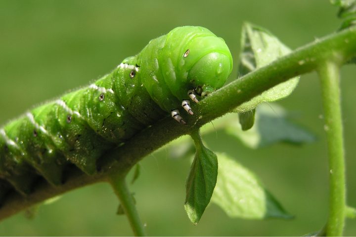 Can Dubia Roaches Eat Tomatoes