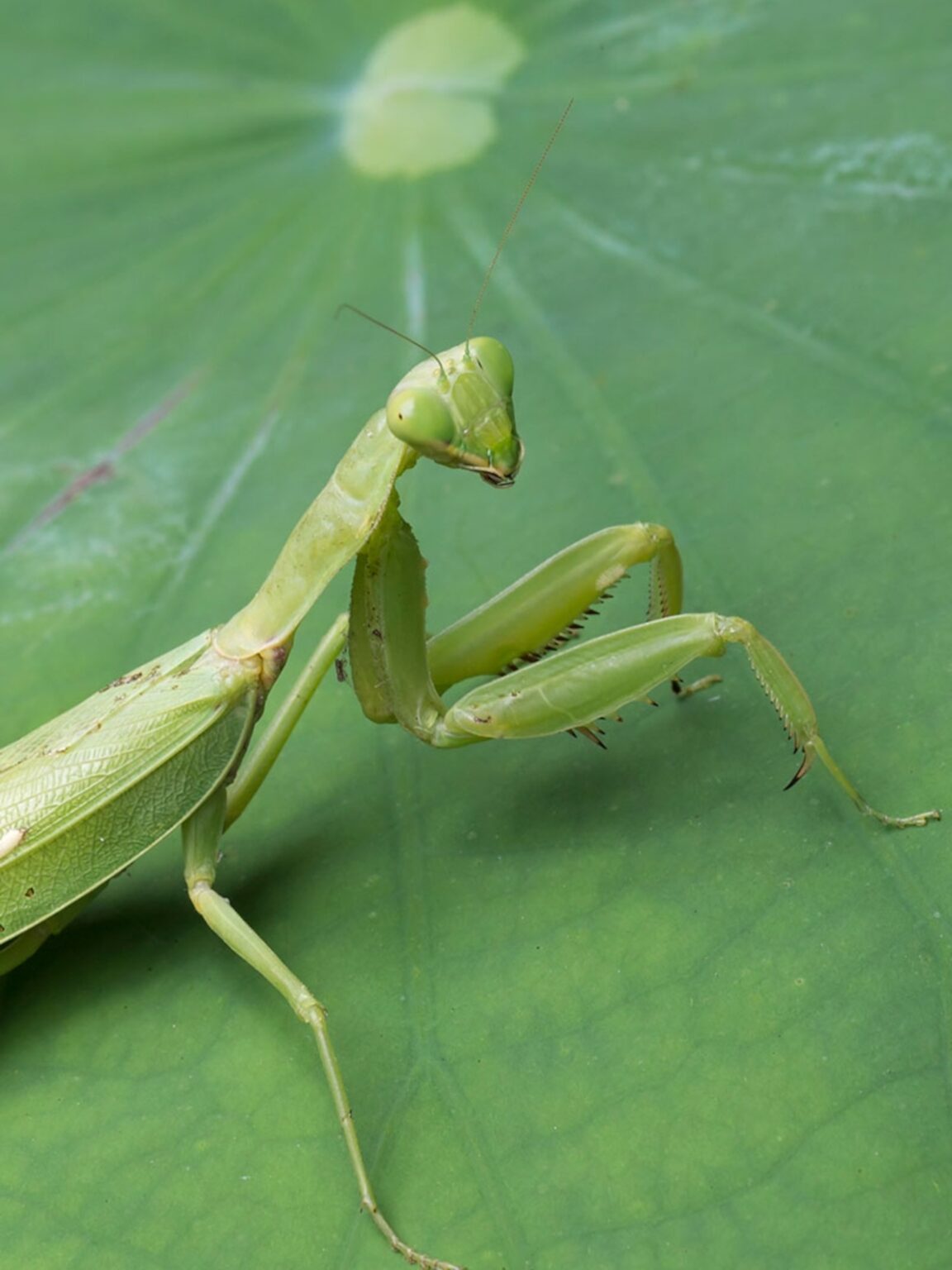 How To Quickly Spot A Dying Praying Mantis