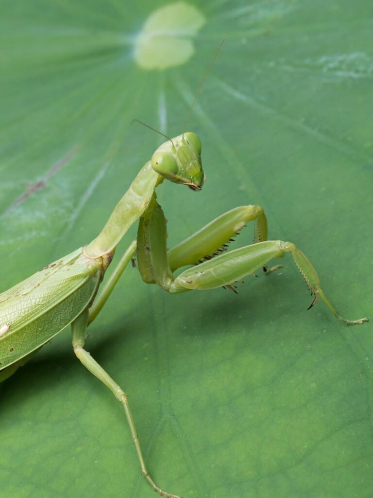 How to Tell If a Praying Mantis is Dying